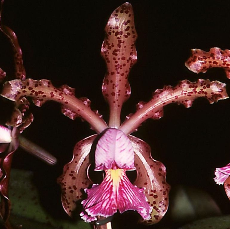 Cattleya schilleriana - AM/AOC