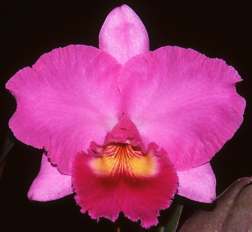 Rhyncholaeliocattleya Dundas