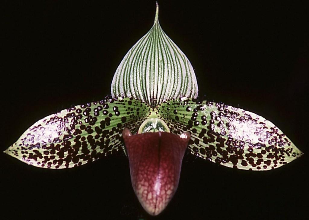 Paphiopedilum sukhakulii