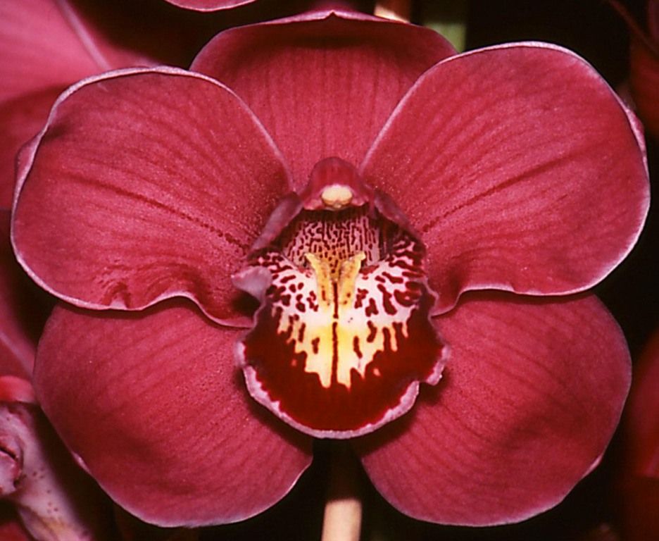 Cym Serhan's Passion