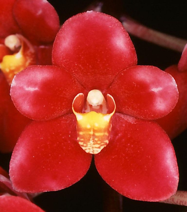 Sarcochilus Duno Nicky's Twin - AM/AOC