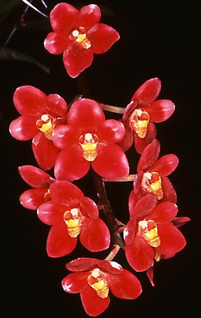 Sarco Duno Nickys Twin