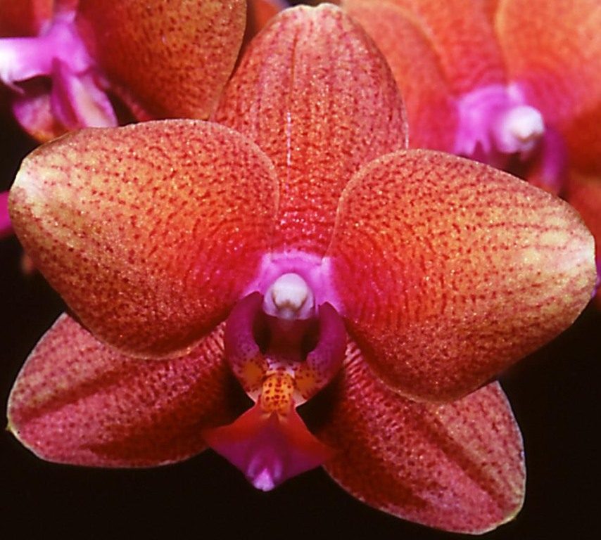 Phal Valan