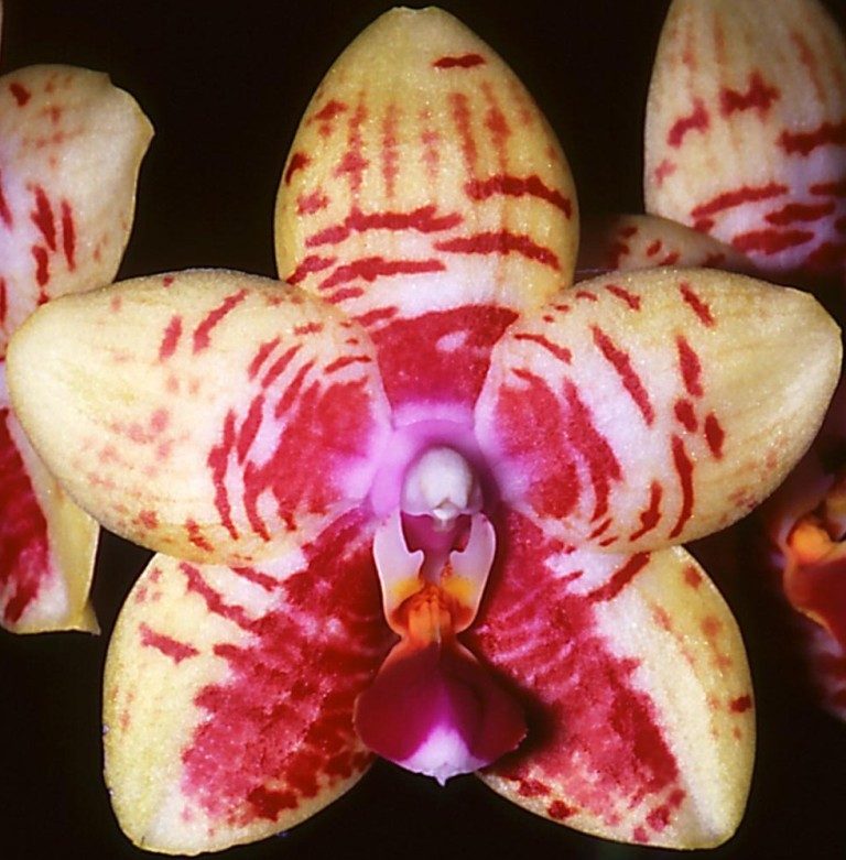 Phal Orchid World