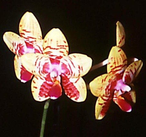 Phal Orchid World
