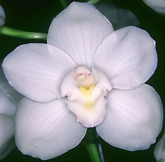 Cymbidium Snow Princess