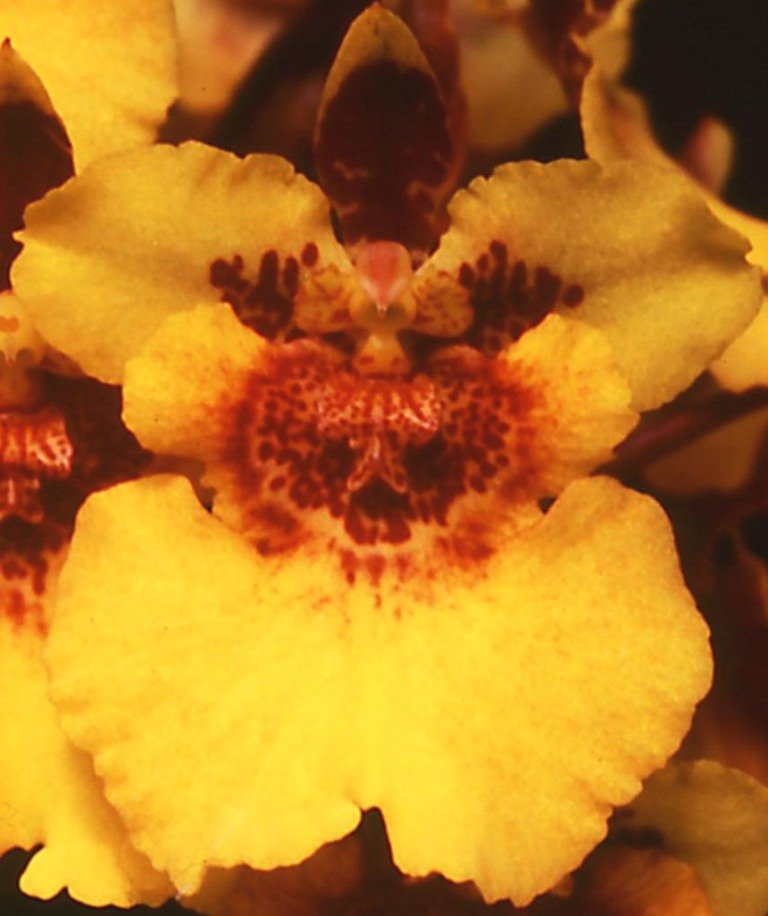 Zelemnia Carotene