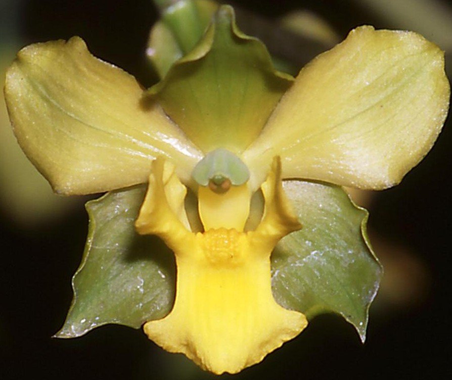 Cyrtopodium andersonii - CBM/AOC