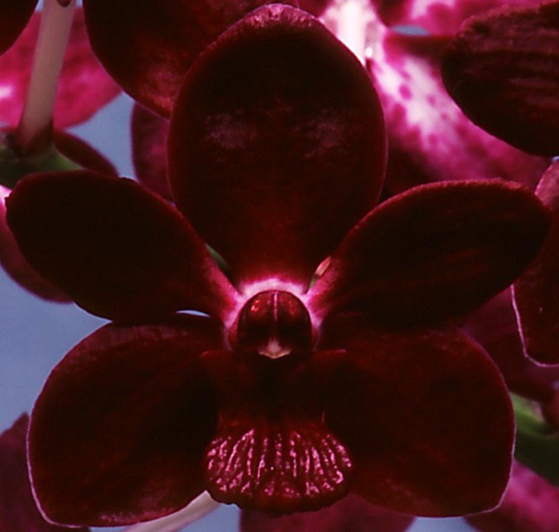 Vanda Colmarie - HCC/AOC