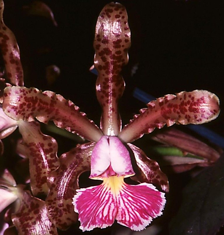 Cattleya schilleriana - AM/AOC