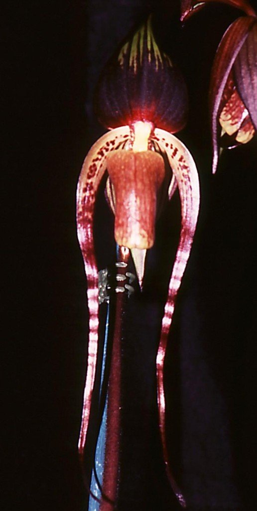 Paphiopedilum adductum