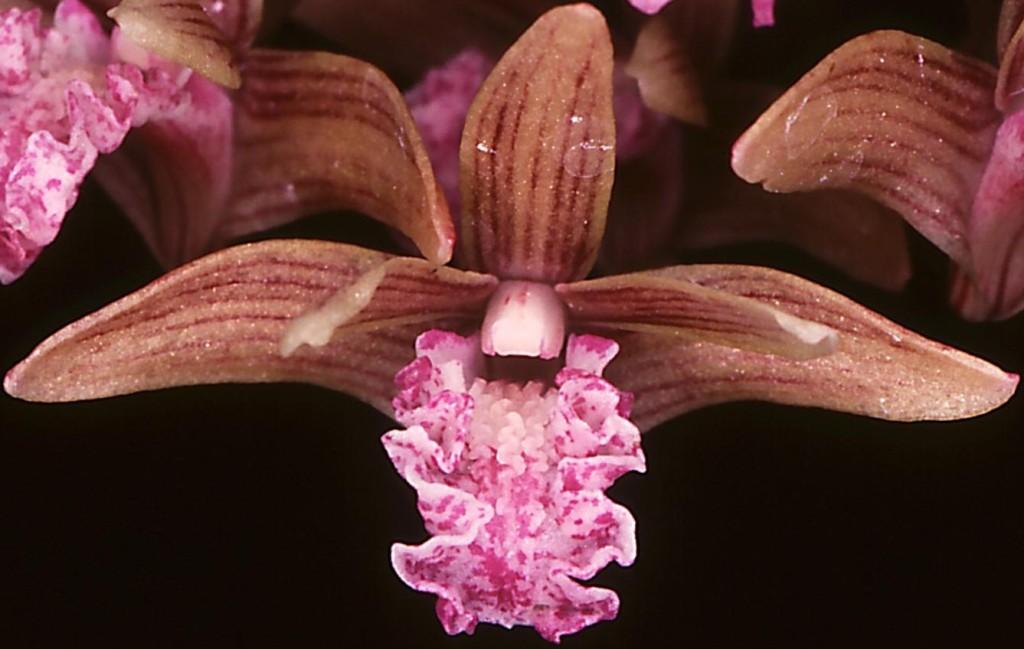 Dendrobium Oliver-Jack Freckles - HCC/AOC