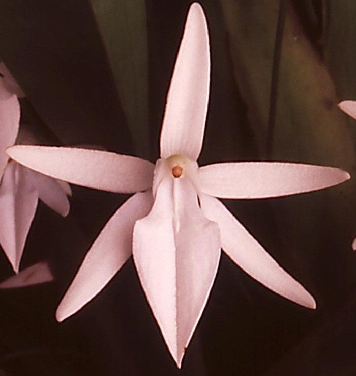 Jumellea arachnantha