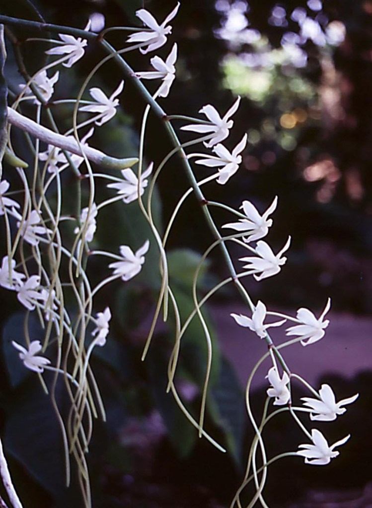 Aerangis verdickii var. rusituensis