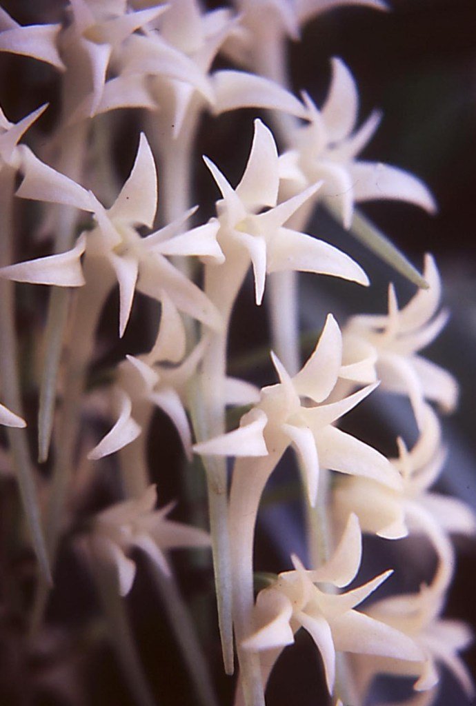 Cyrtorchis praetermissa subsp. praetermissa
