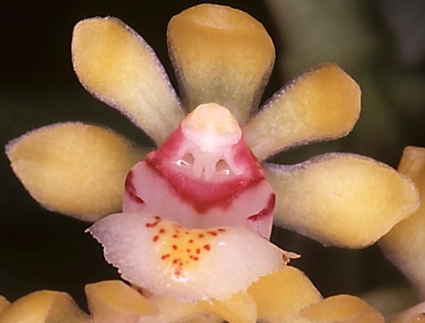 Gastrochilus somae - AM/AOC