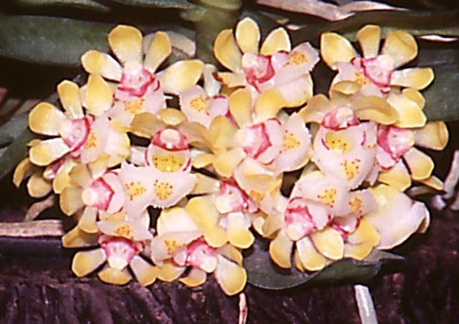 Gastrochilus somae