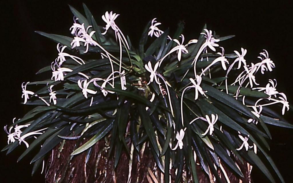 Vanda falcata subsp. richardsiana - ACM/AOC