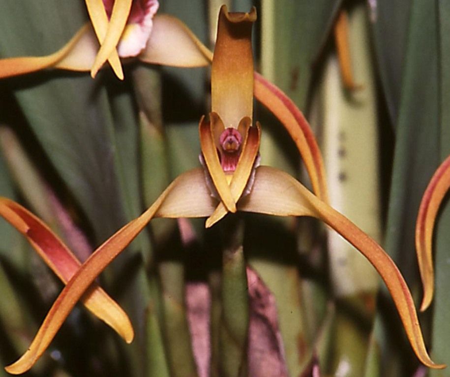 Maxillaria longipetala - AM/AOC