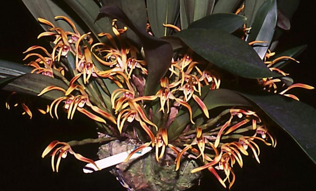 Maxillaria longipetala