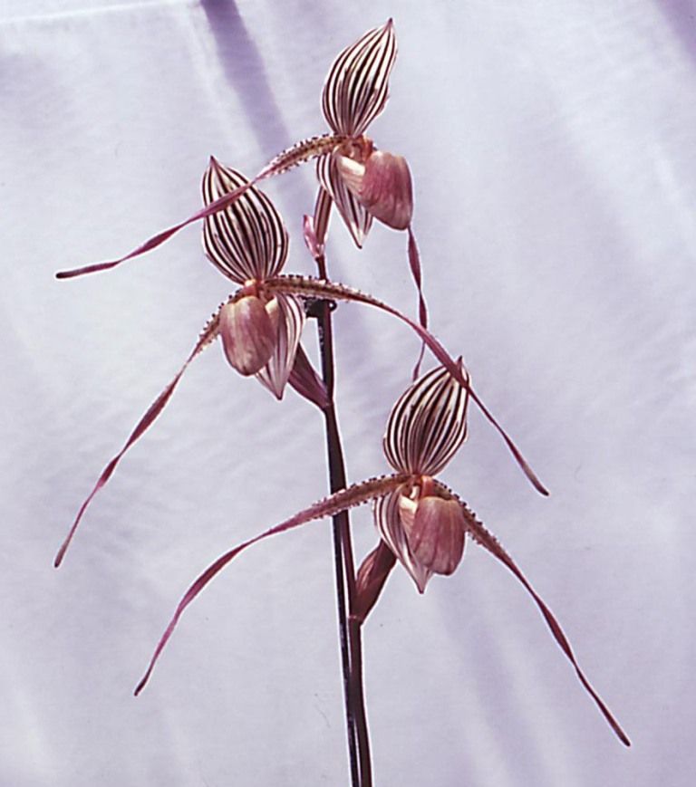 Paph Saint Swithin