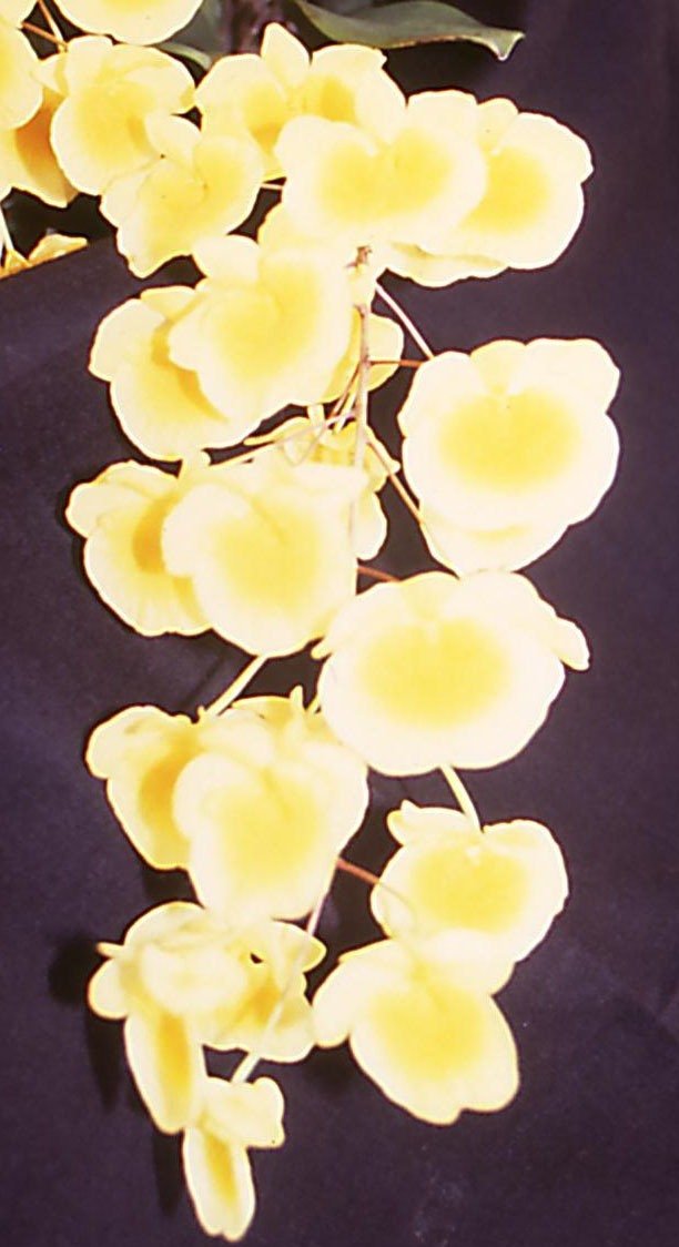 Dendrobium lindleyi - HCC/AOC