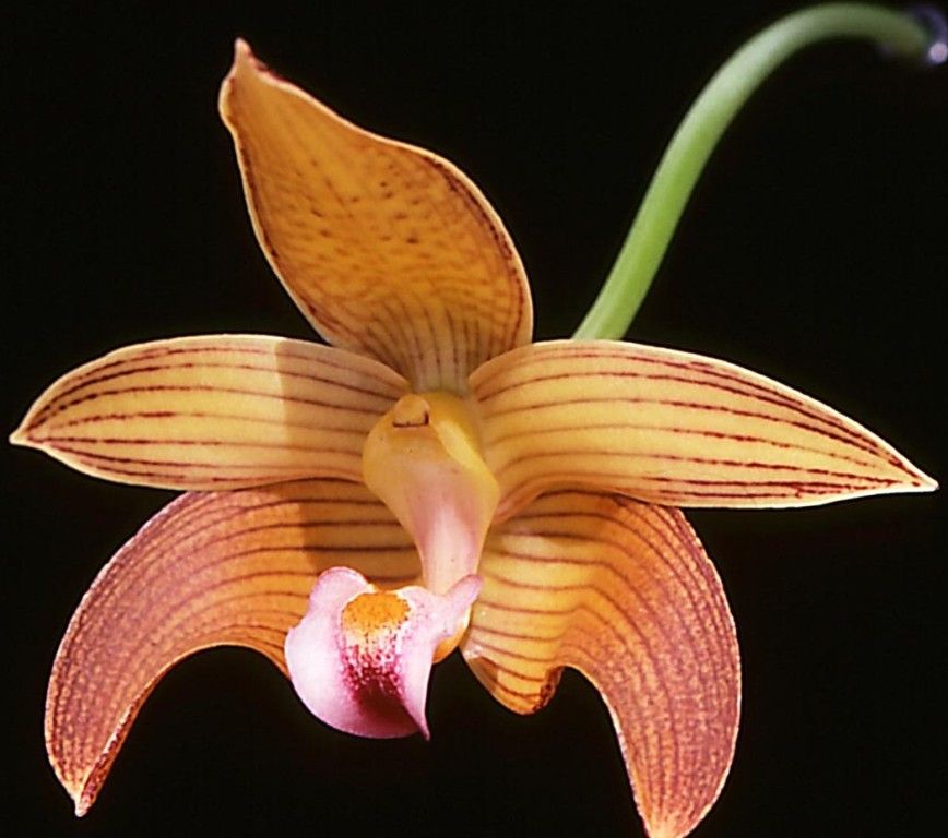 Bulbophyllum lobbii subsp. boreoborneense - AM/AOC