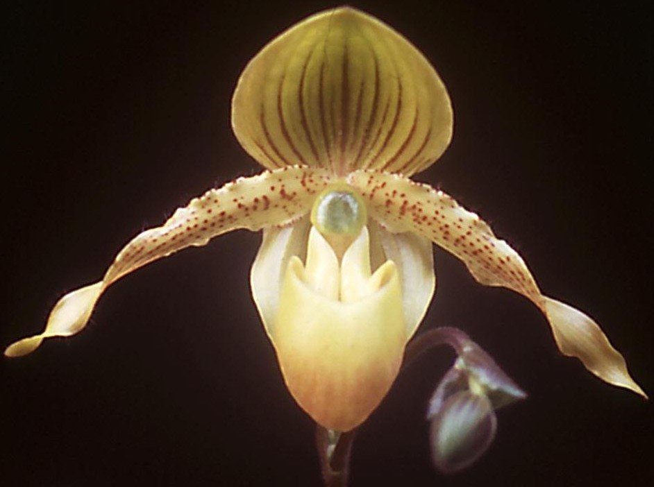 Paphiopedilum Clifton Booth - HCC/AOC
