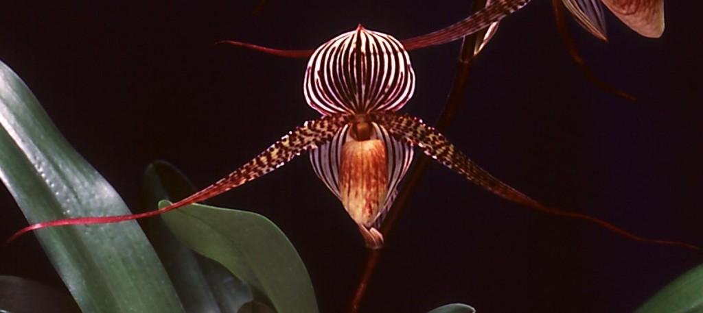 Paph Saint Swithin