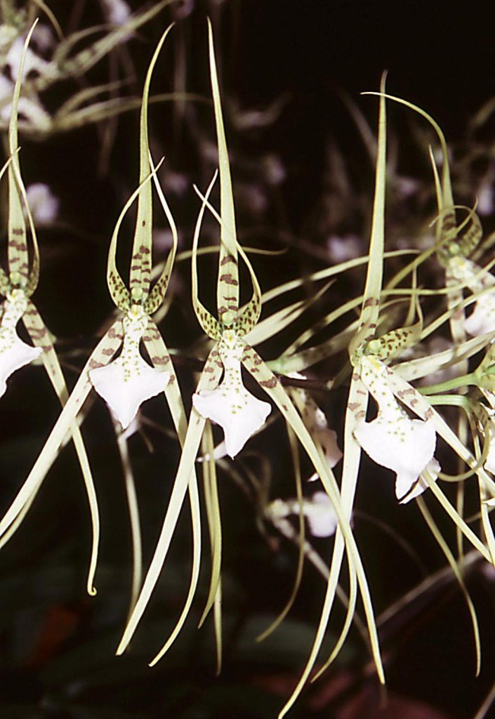 Brassia verrucosa