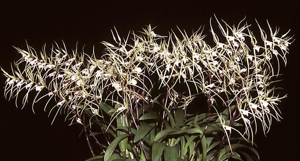 Brassia verrucosa