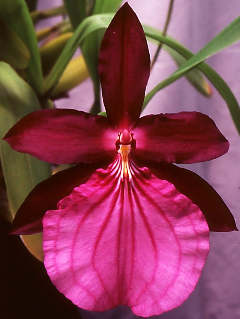 Miltonia moreliana - HCC/AOC