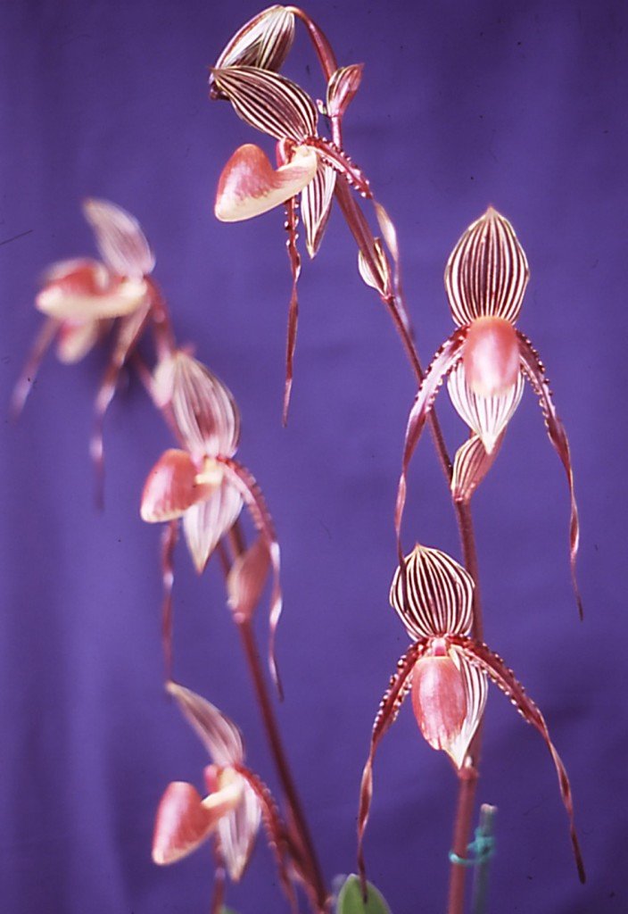 Paphiopedilum Susan Booth - HCC/AOC