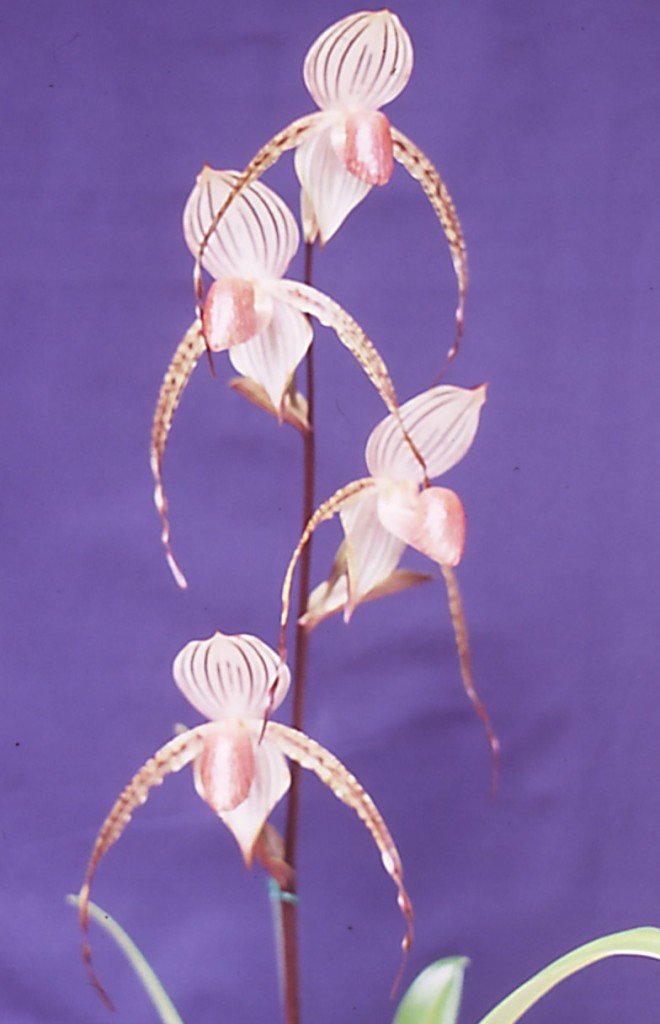 Paphiopedilum Lady Isobel - HCC/AOC