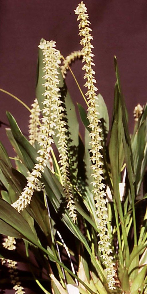 Coelogyne cobbiana - HCC/AOC