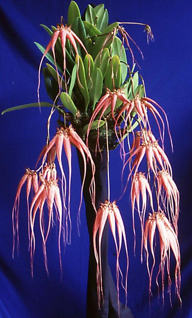 Bulbophyllum Elizabeth Ann 'Ed's Pride'