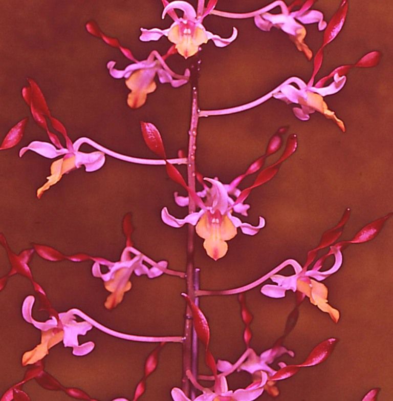 Dendrobium Andrew Green - AM/AOC