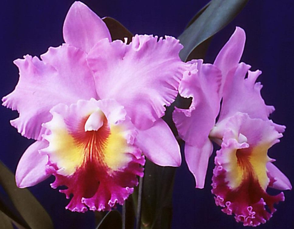 Rhyncholaeliocattleya Rhea Thornburg