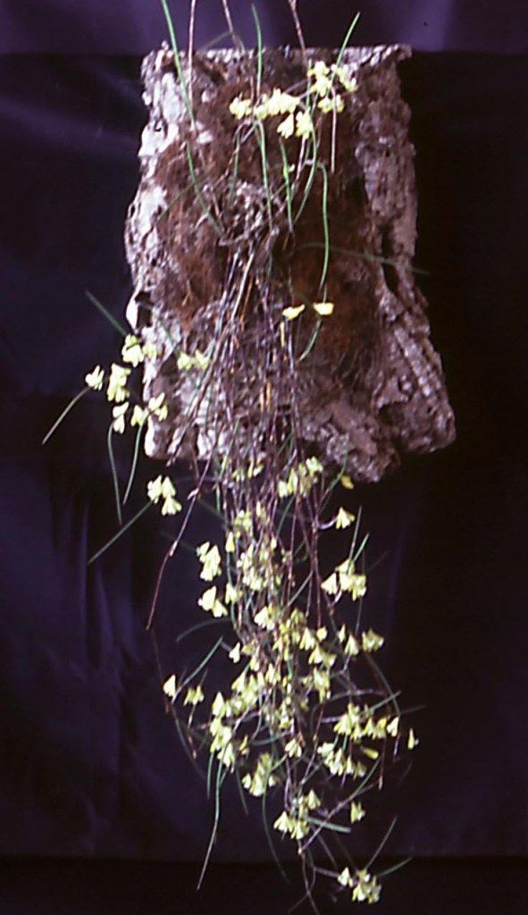 Dendrobium bowmanii - ACC/AOC