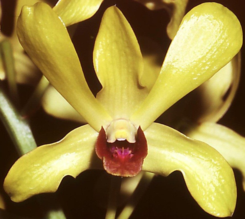 Dendrobium Karie Wakida