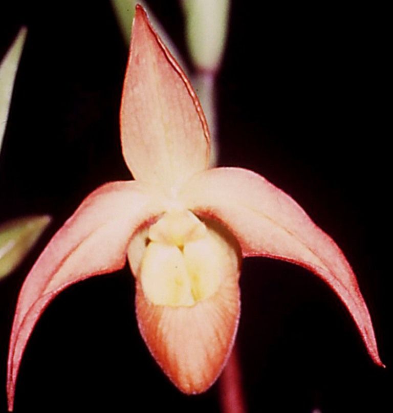 Phragmipedium Don Wimber - HCC/AOC