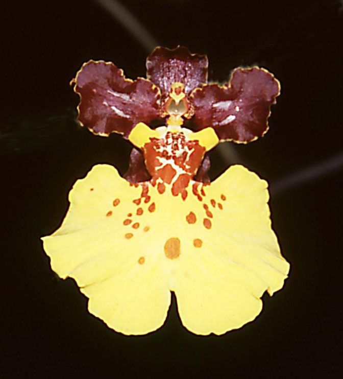 Gom Honey Surprise 'Margaret's Delight'