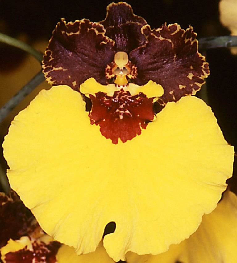 Gomesa Dark Sun - AM/AOC