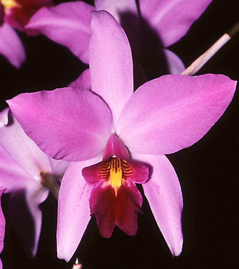 Laelia anceps subsp. anceps - AM/AOC