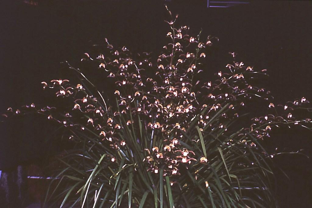 Cymbidium erythraeum