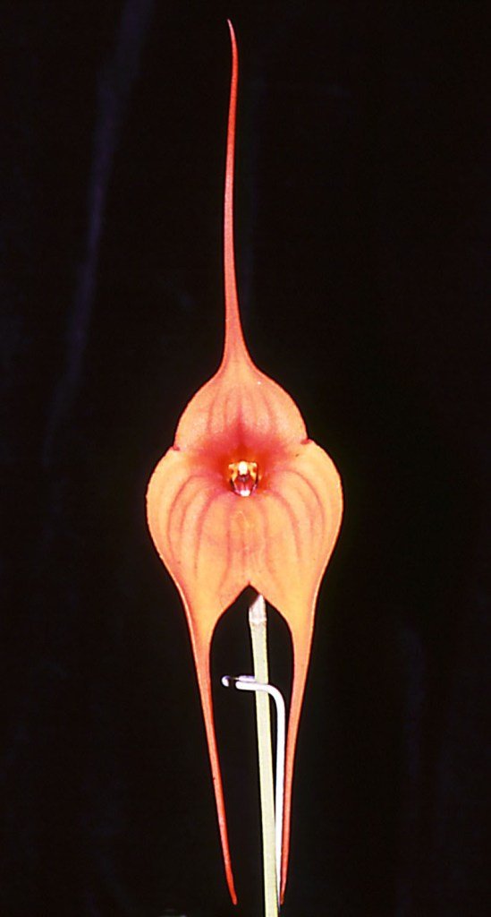Masdevallia Midas Touch - HCC/AOC