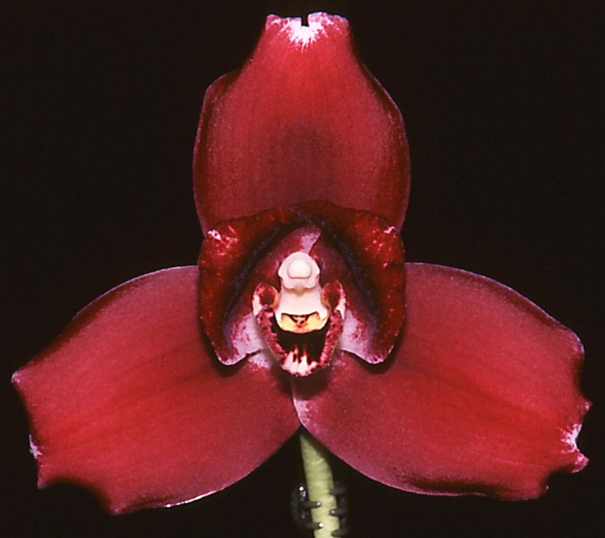 Lycaste Kiama