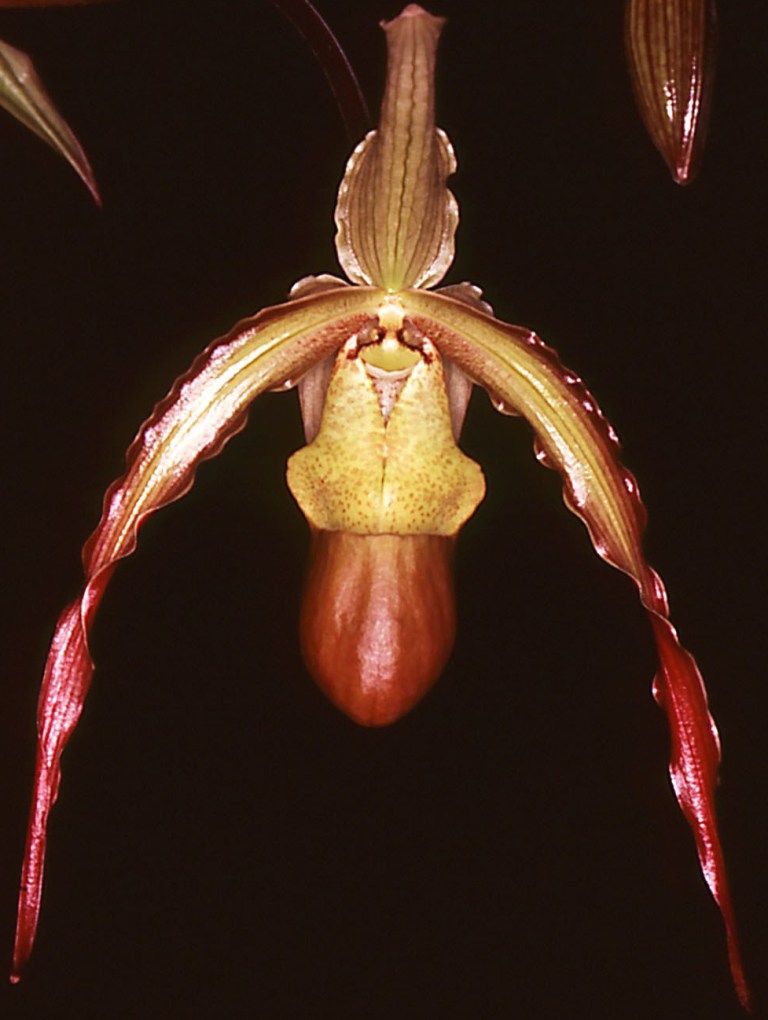 Phragmipedium Sorcerer's Apprentice - AM/AOC