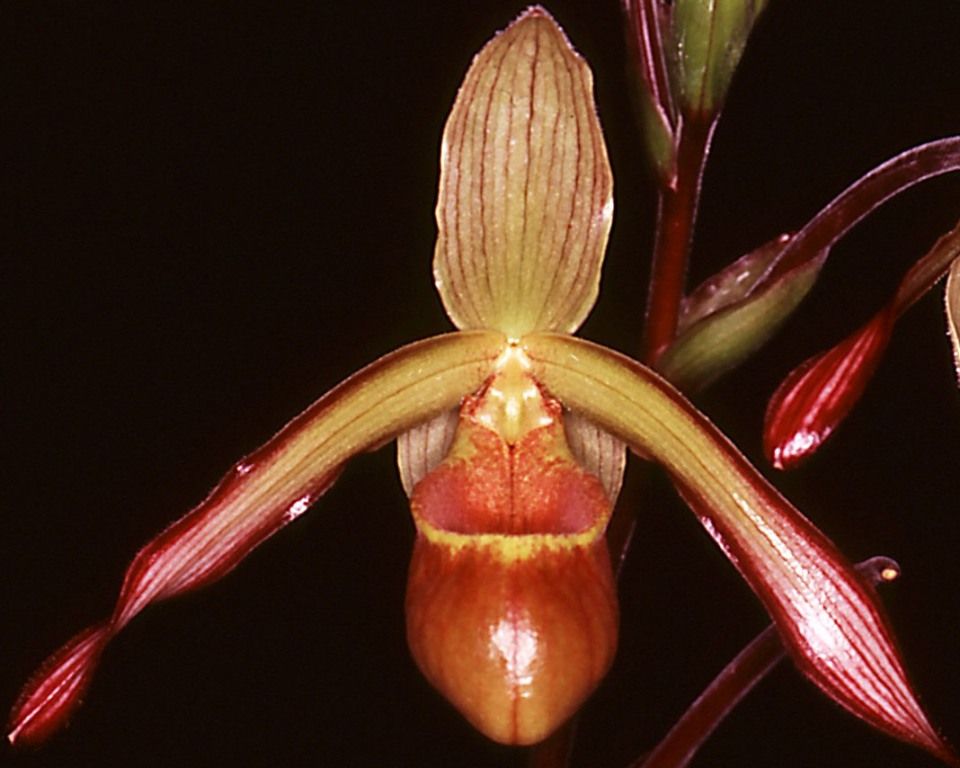 Phragmipedium lindleyanum - HCC/AOC