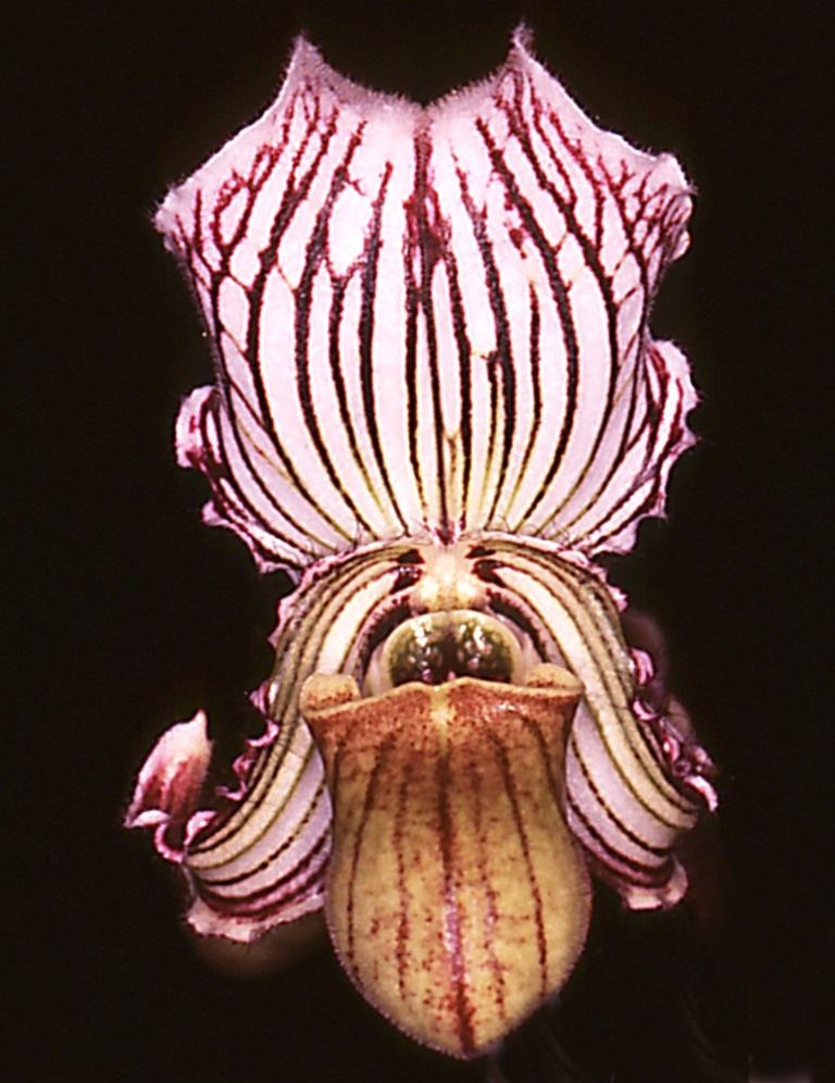 Paphiopedilum fairrieanum - AM/AOC